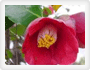 郡树：山茶树
 Camellia