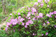 ����ܱ����б�(�ʵ��л�) ȣ�ڰ� �߻�ȭ ���� �� �ɱ� 2