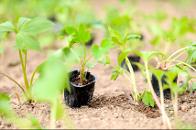 ����ܱ����б�(�ʵ��л�) ȣ�ڰ� �߻�ȭ ���� �� �ɱ� 5